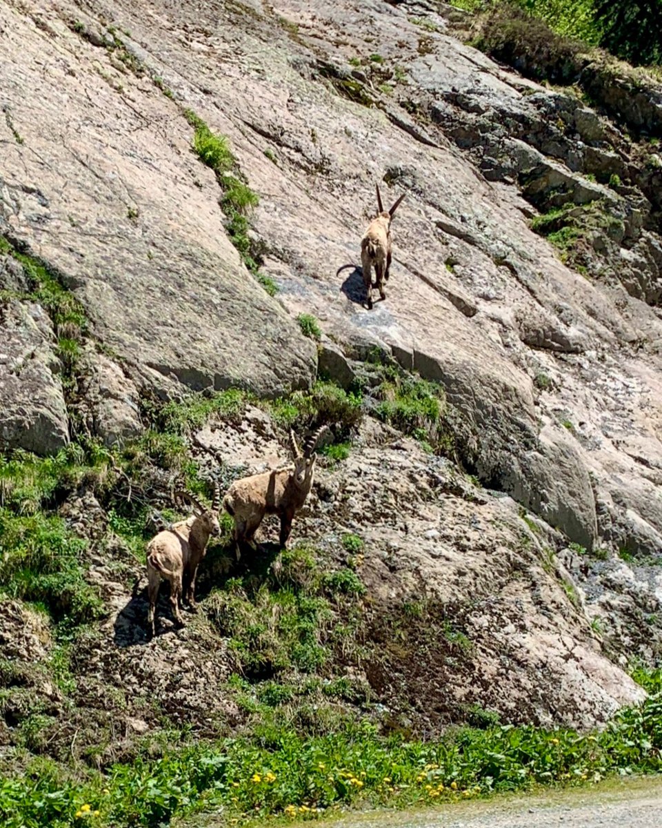 nomadicski's tweet photo. It is great to be out on the trails again. Although I shot this from my road bike! #chamlive #chamonix #nomadicski https://t.co/yjUbvHfG9N