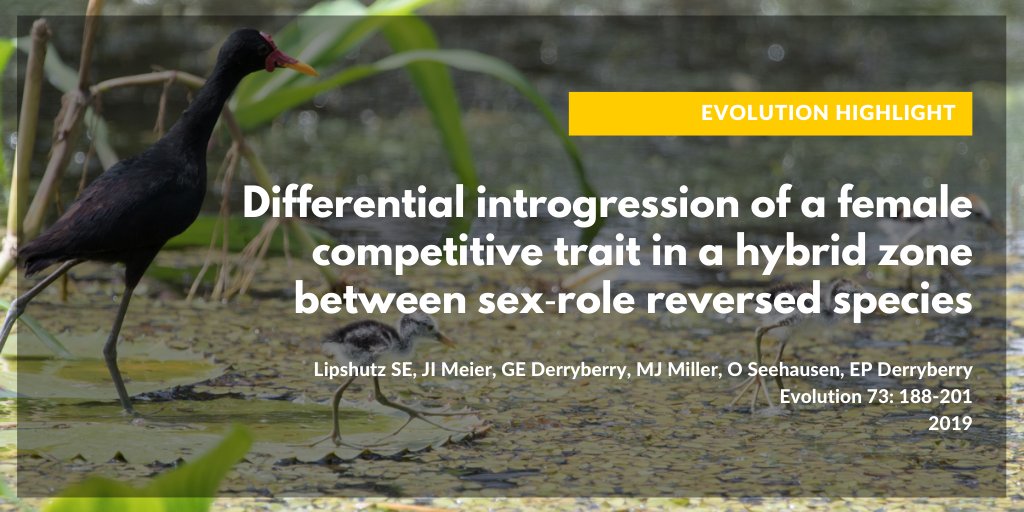 journal_evo's tweet photo. First up, a highlight on "Differential introgression of a female competitive trait in a hybrid zone between role-reversed species" by @jacanamama and colleagues. (2/4)
https://t.co/6JTCmzOrPx https://t.co/yfNU5RbfLx
