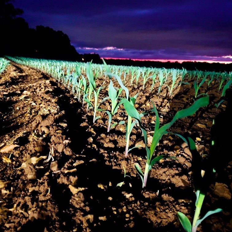 Chad Henderson has a great looking uniform stand on this May 2nd corn. #corn #planting #agriculture #farm #farming #farmlife #agriculturelife
