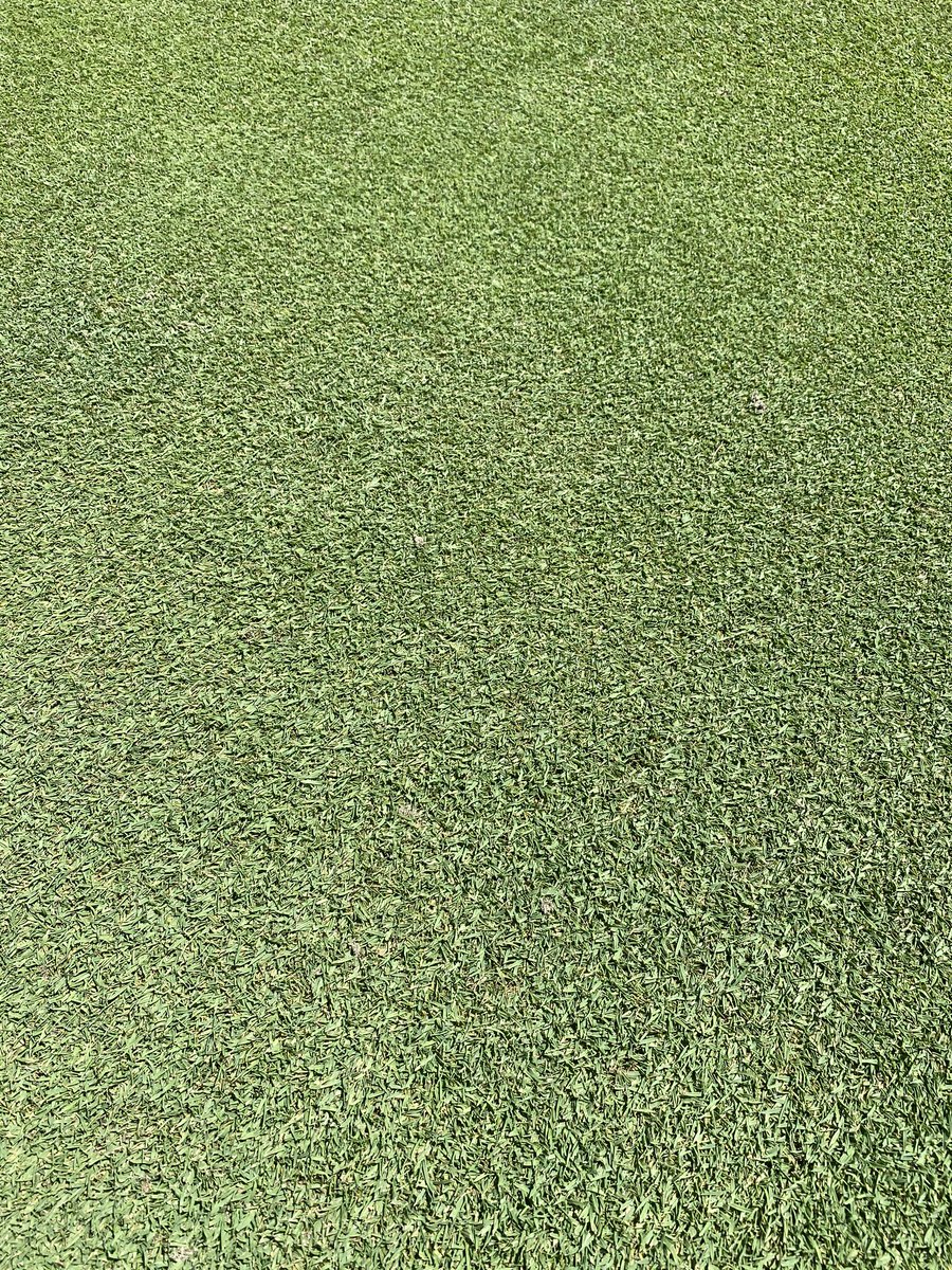JR_Bohn's tweet image. Bayonet tines yesterday. Roll and mow today. These 007 greens are pretty good right now in Texas.