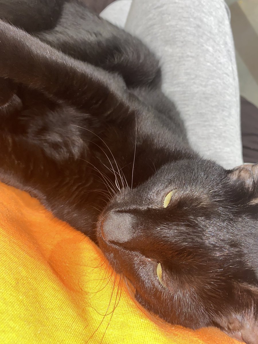 bonitabellaU's tweet photo. My killlaaaaa #furbabyforlife https://t.co/96jpqa1Omz