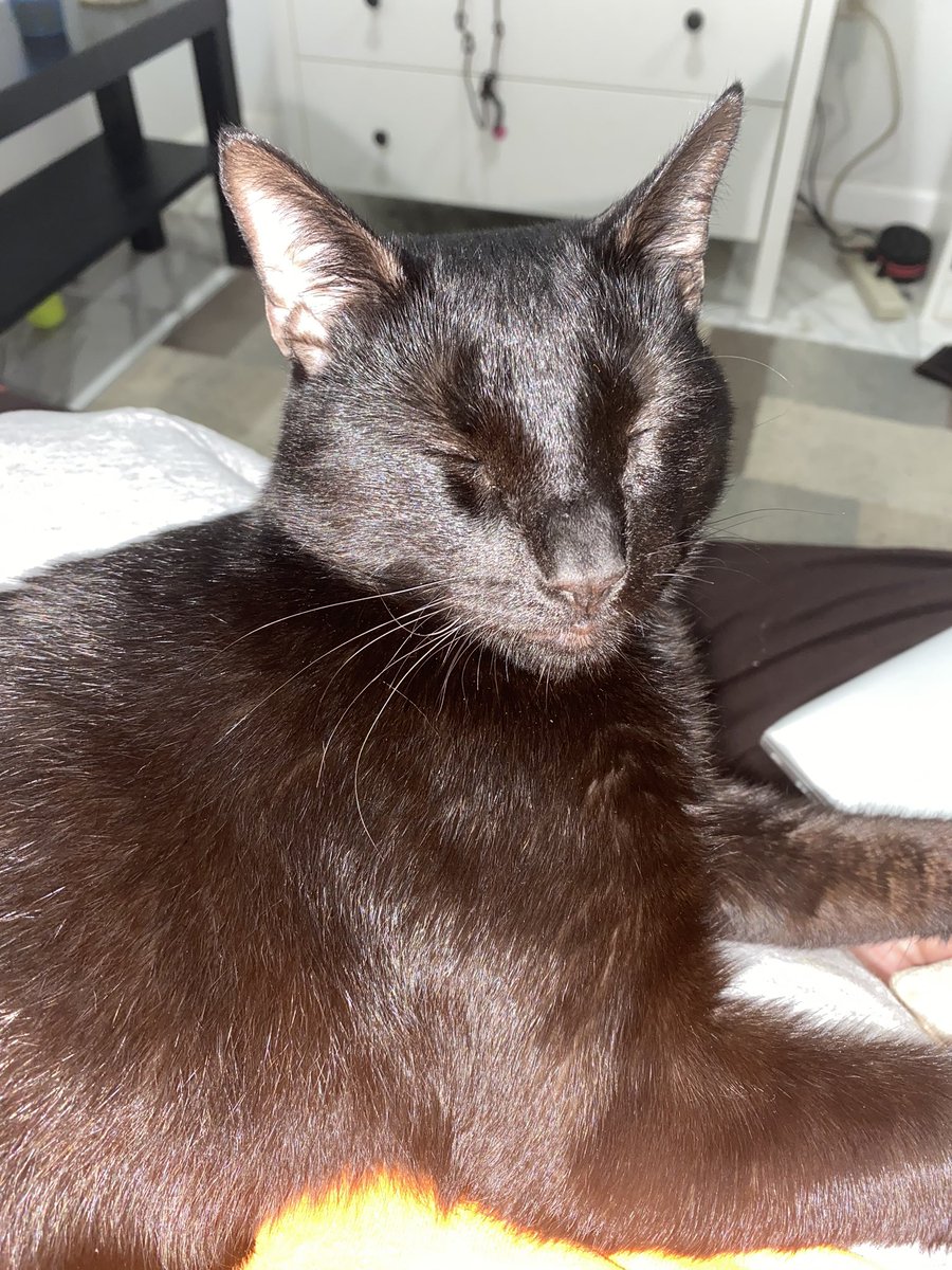 bonitabellaU's tweet photo. My killlaaaaa #furbabyforlife https://t.co/96jpqa1Omz