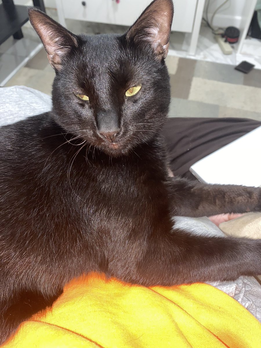 bonitabellaU's tweet photo. My killlaaaaa #furbabyforlife https://t.co/96jpqa1Omz
