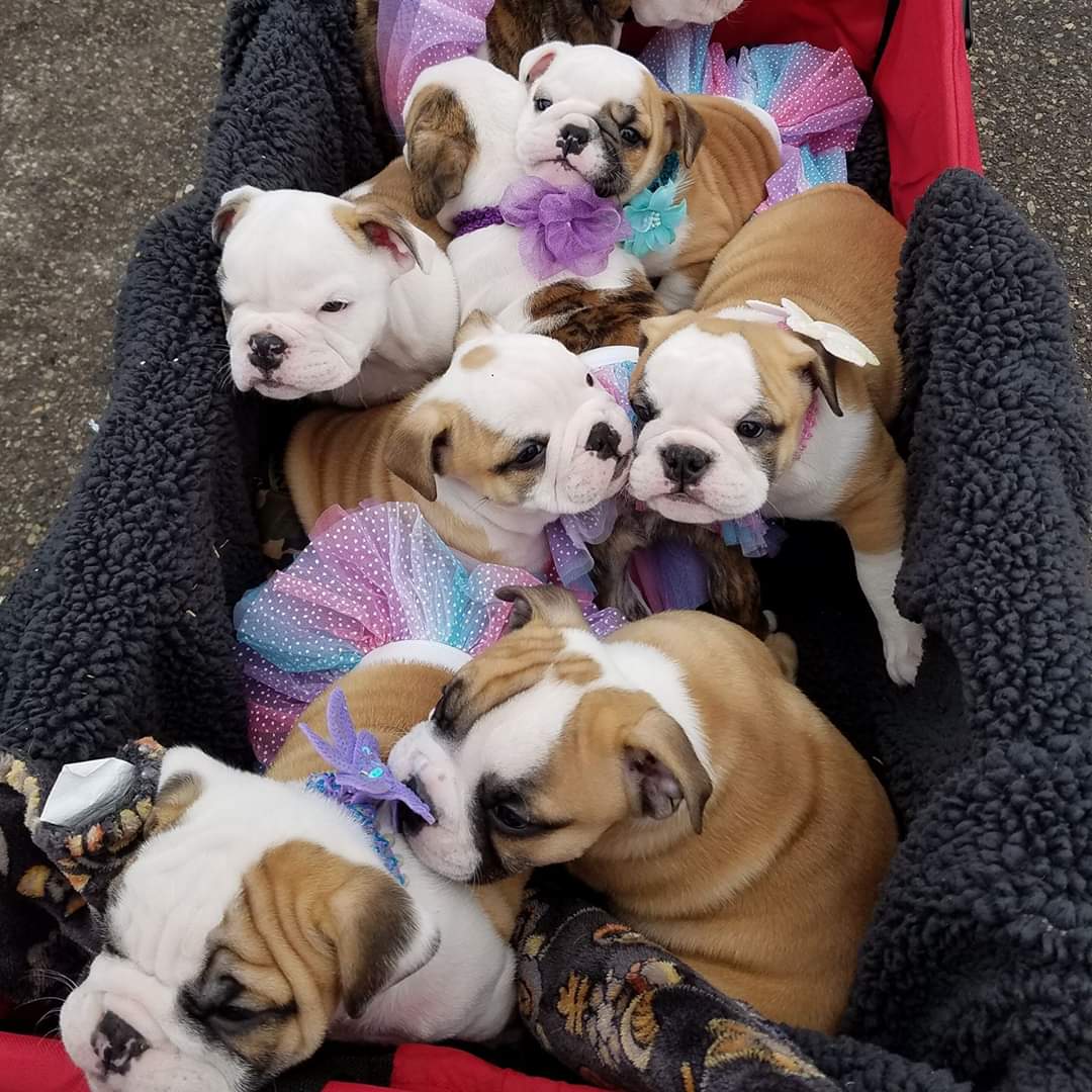 ivetfoods's tweet photo. Big shoutout to Sky Julin of Blaine, MN for sending in these amazing pics! She’s been a loyal iVet customer for years and opts for iVet with her adult dogs and puppies, pictured here. #ivet #pethealthy https://t.co/B1DpA3RhcK