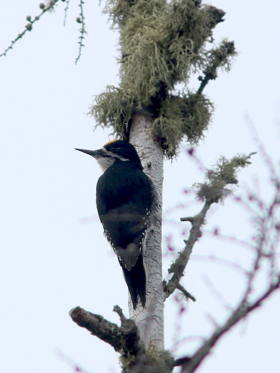 Eagle-Eye Tours tweet media