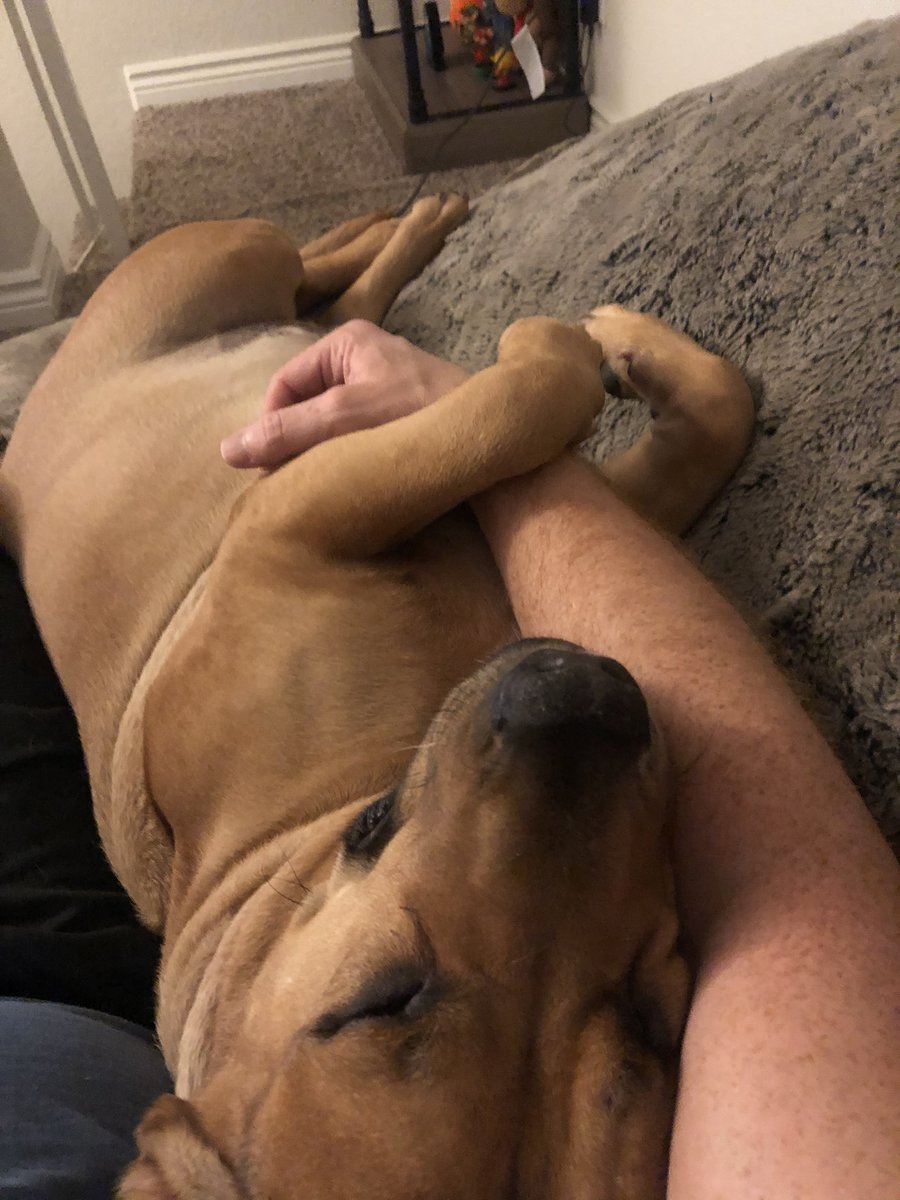 DukeTravelsCA's tweet photo. If Duke can’t have a long walk, he will totally settle for cuddling with his injured daddy all day #DukeDreams #WhereisDuke @RoadSageLA https://t.co/kh1cTyLGqG