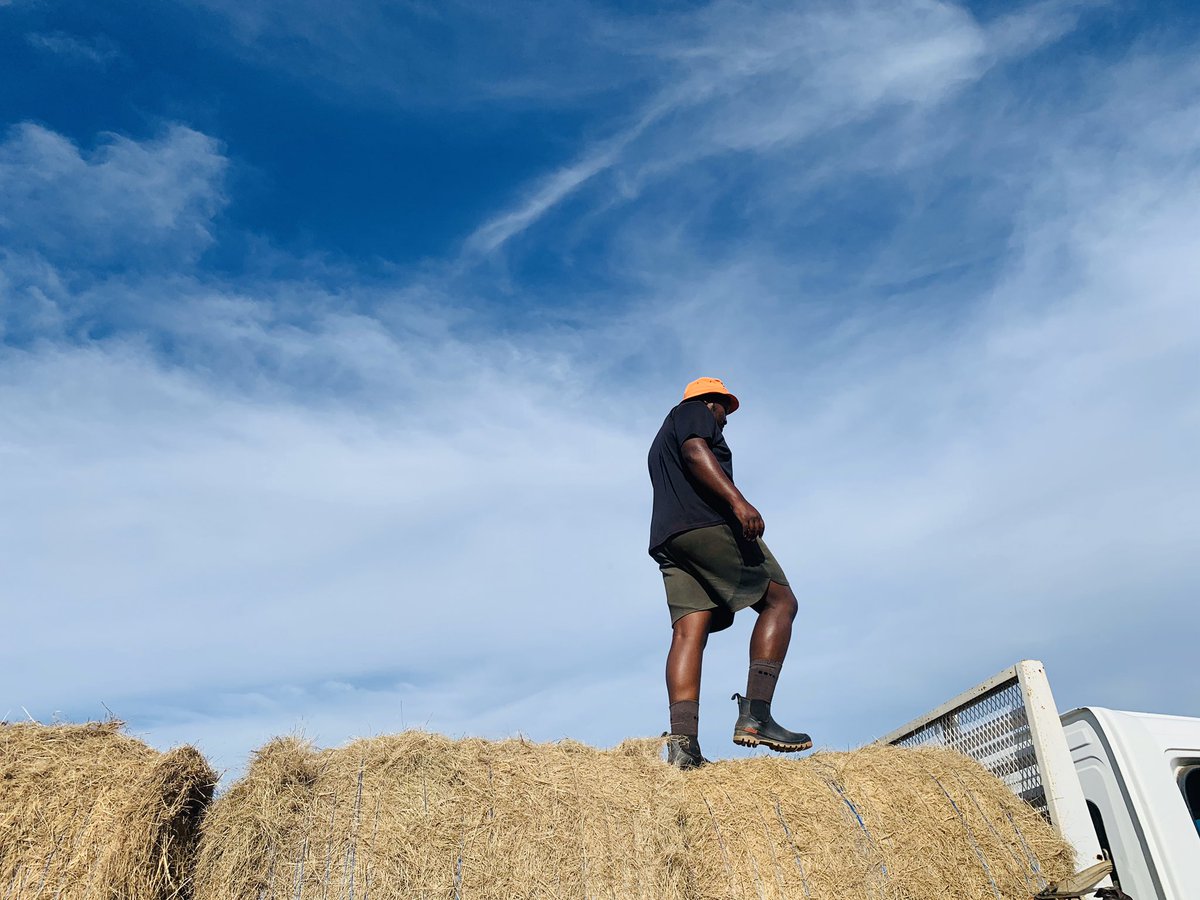JamaKaSlwaneh's tweet photo. 3 months of building our fodder bank and we do not intend on holding back. Preparing for winter and beyond.
#FodderFlow #Hay #Farming #YoungAndHappy https://t.co/Ux4Wo0oxQ0