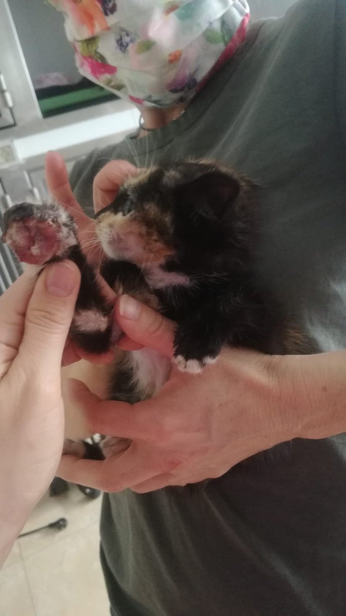 LorcaAnimal's tweet photo. Ya tenemos más fotos. Tiene la almohadilla así de mal. Es una gatita super mimosa y hasta se nos ha dormido encima ronroneando. https://t.co/CGq4kFOSJl