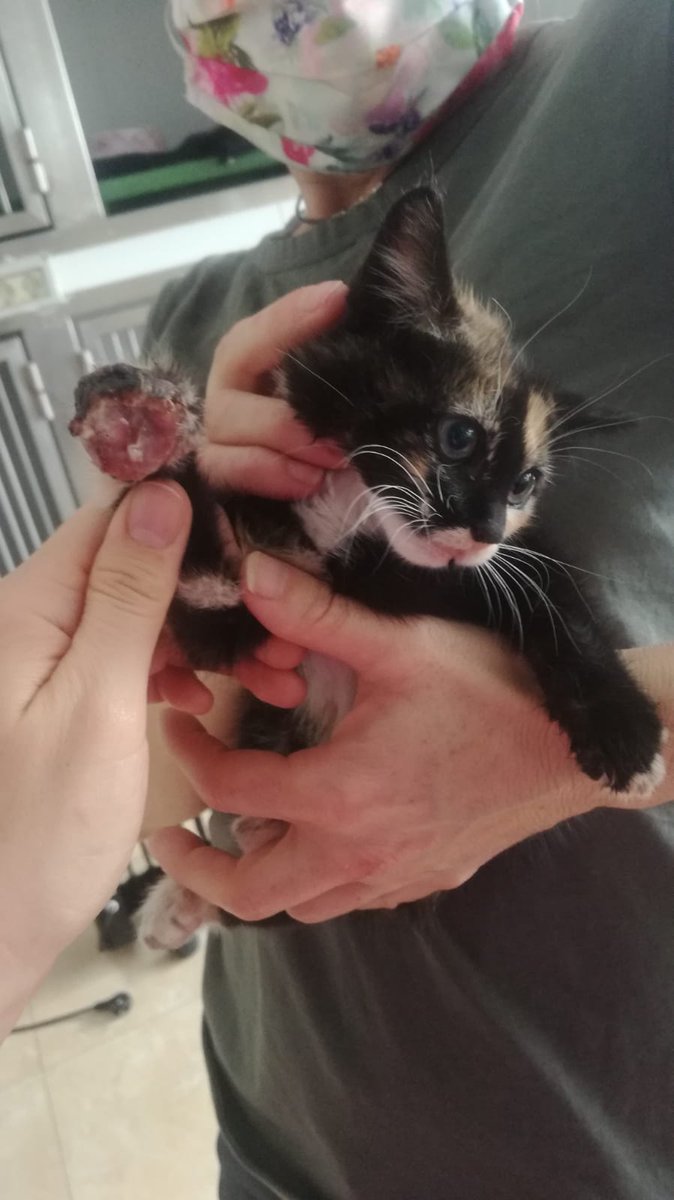 LorcaAnimal's tweet photo. Ya tenemos más fotos. Tiene la almohadilla así de mal. Es una gatita super mimosa y hasta se nos ha dormido encima ronroneando. https://t.co/CGq4kFOSJl