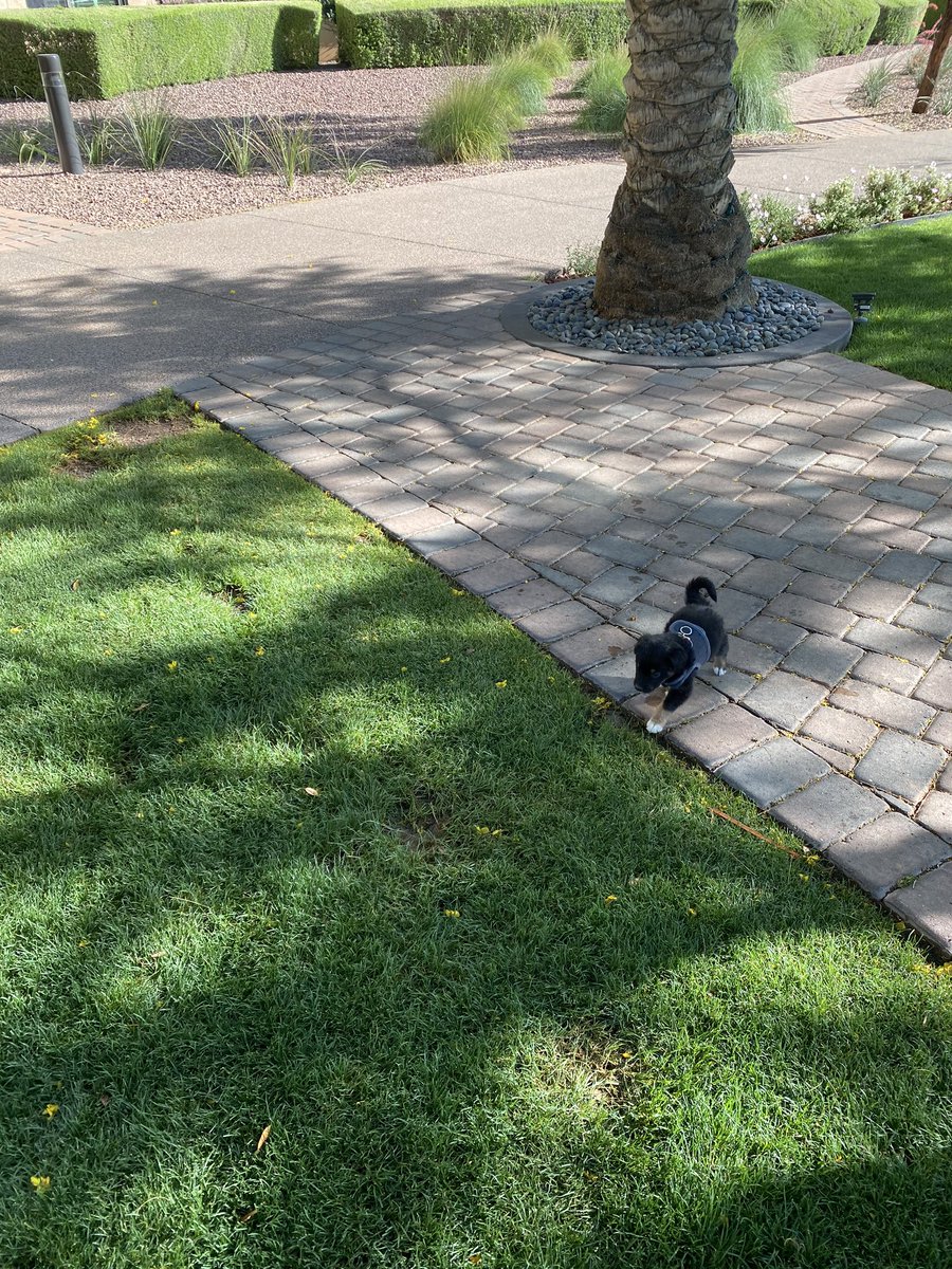 YantoAdventures's tweet photo. I took my human @Luke_Kerr for a walk in a different spot this morning and we met this little fellow Monty. Isn't he just the cutest pup? 

#dog #dogs #dogsofinstagram #puppies #puppiesofinstagram #humainsociety #adopteddog #adopteddogsofinstagram   #rescuedog #az #phoenix #phx https://t.co/2K3H2QTQKU