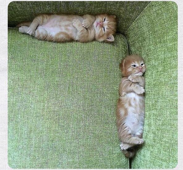 maryashakil's tweet photo. When you both are mad at each other and are waiting for one to apologise first! #LifeInLockdown https://t.co/ctBWsvBGWP