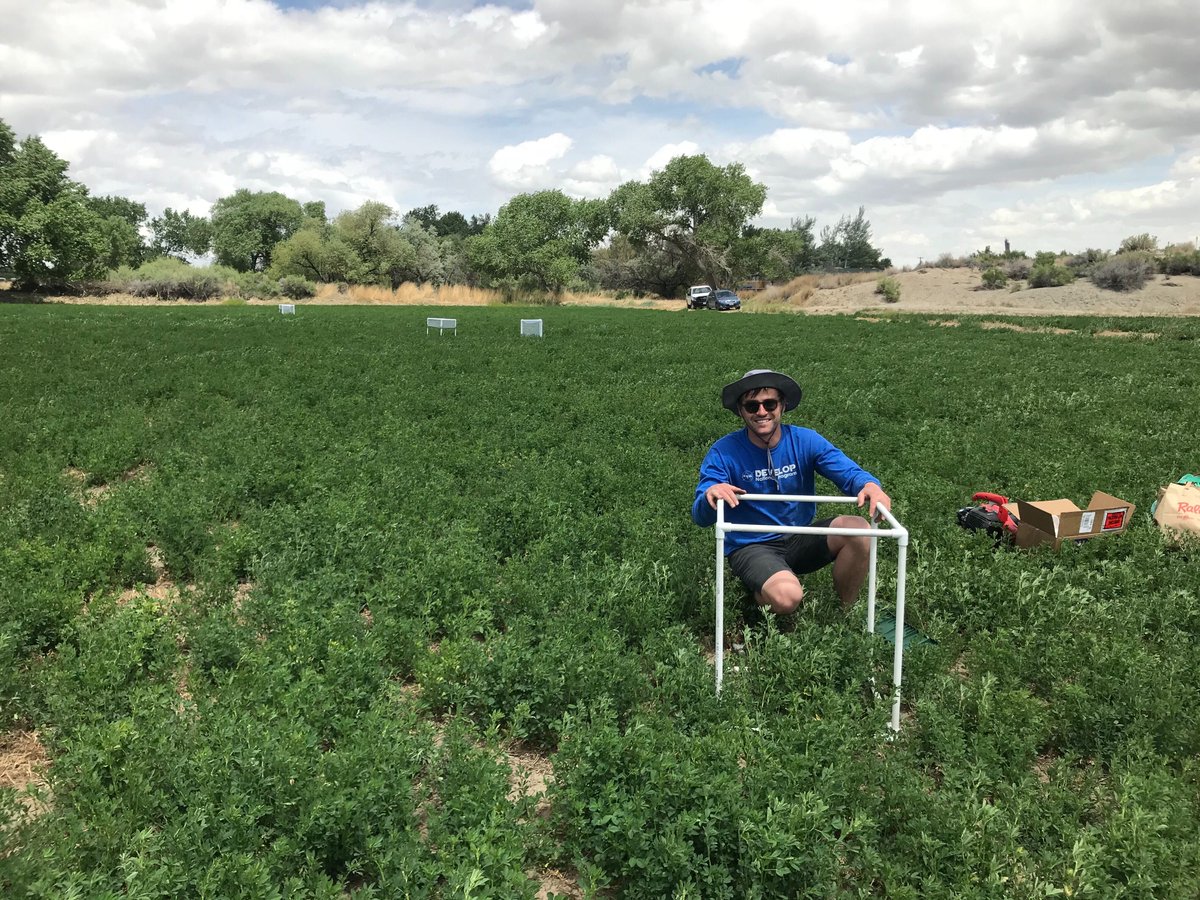 Pringle_Lab_UNR's tweet photo. Here #UNR Pringle lab PhD student Anson Call is investigating plant-insect interactions. He's comparing how different integrated pest management techniques in alfalfa (Medicago sativa L.) farming impact the population dynamics of pest aphids (Aphidoidea). #PringleLabUNR @EECB_UNR https://t.co/bls5qXfoFk