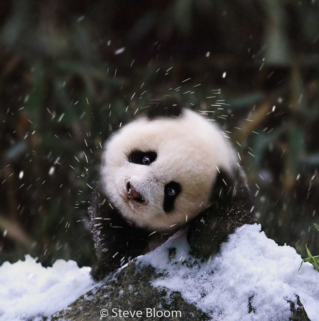 Baby panda in the snow, China. Something cute from nature to inspire you in  these dark times. #lovenature #panda #chinesewildlife #wildlifephotography  #NaturePhotography #babyanimals #snow #cold #nature #animals #wildlife  #bears #pandas #china, image size:1019x1024