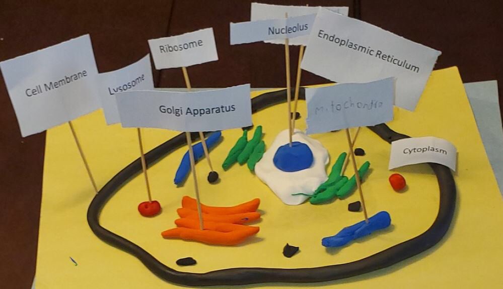 MsBruni5's tweet image. Enjoying seeing what type of cell models my gr10s create using materials from home to represent cell parts. #creativityinscience