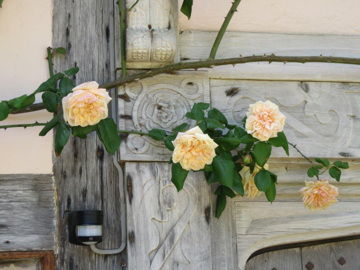 Gorgeous repeat flowering climbing rose 'Gloire de Dijon' on the front of the house - from <a href="/PeterBealesRose/">Peter Beales Roses</a> 

We love the large, fragrant, apricot blooms against the Tudor facade!