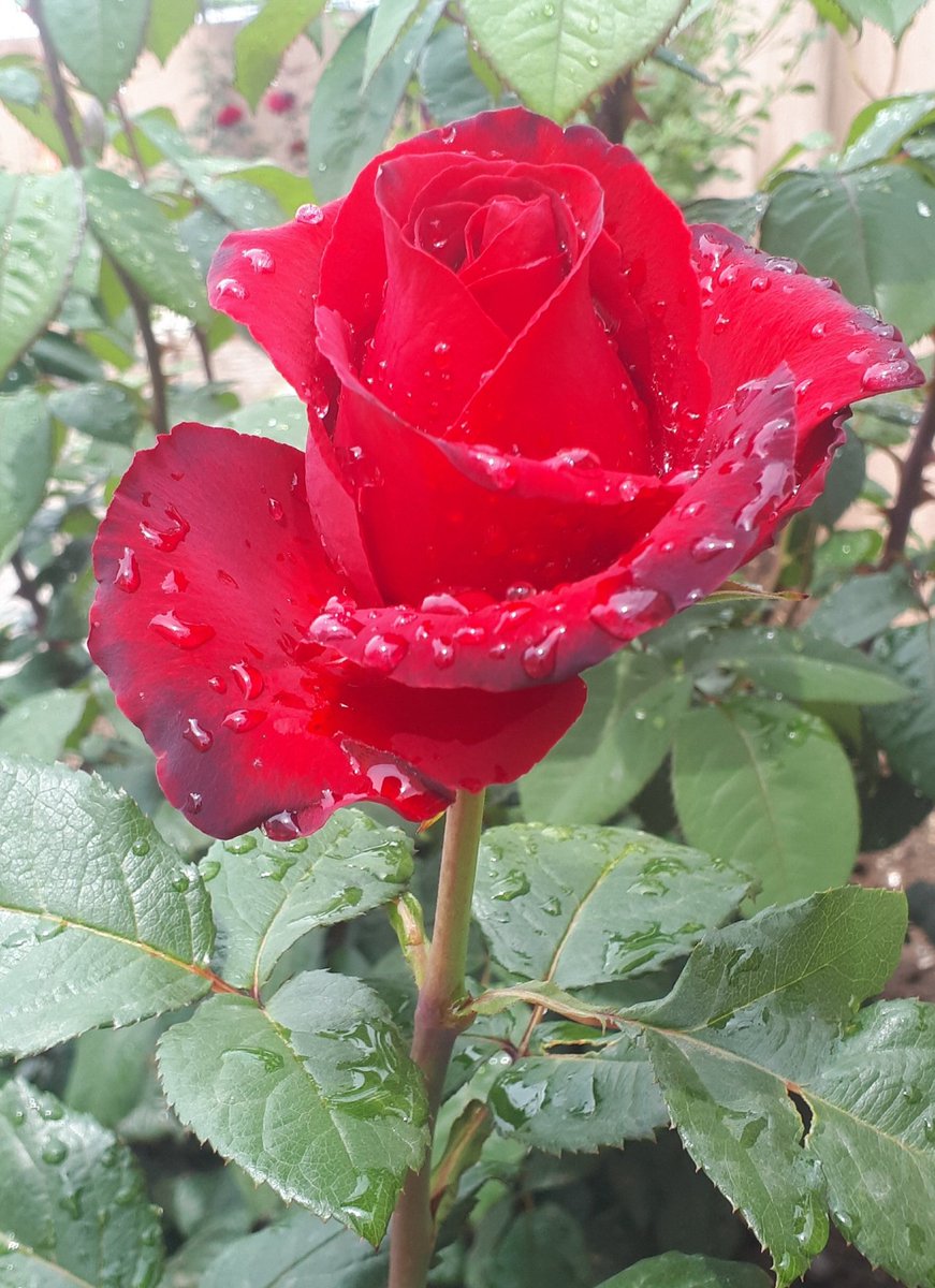 Herkese mutlu huzurlu sağlıklı bir akşam diliyorum herkezin kandili mübarek olsun