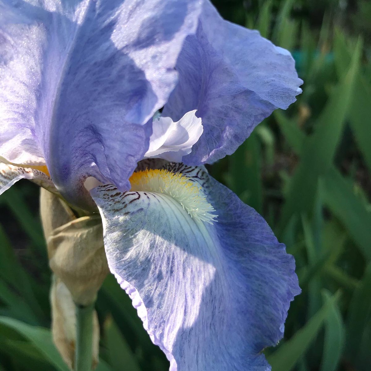 PrettyWild_GL5's tweet photo. Another tall bearded Iris from my collection. I have no idea where it came from so have never known it’s name but I think it could be Iris ‘Jane Phillips’. It’s beautiful scent is more noticeable in the evening.  No filter applied as you cannot improve perfection. #iris https://t.co/czVBei19Vj