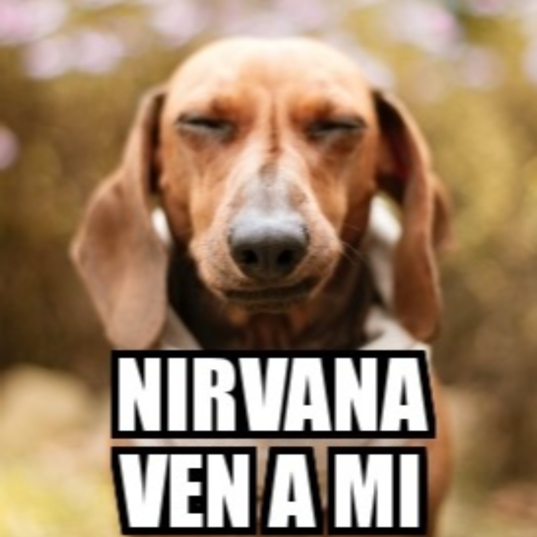 Animales3cero's tweet photo. ¿Quieres saber como lograr que tu mascota se relaje? Próximamente os lo contaremos desde Animales 3.0 🐶🐱"Imagen: Pexels" #animales3cero #petslovers #loveyourpet #mascotas #relax https://t.co/swWHDGahwh