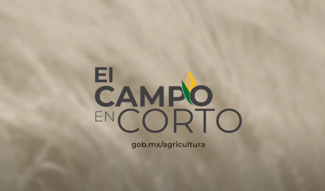 Agricultura_mex's tweet photo. En #ElCampoEnCorto 40 te presentamos:

Datos de la exportación de cárnicos.
El agua en tiempos de covid-19
Entrevista sobre el cambio climático

https://t.co/1sgnllPl81
#AgriculturaMexicana https://t.co/vaxQsTYd6L