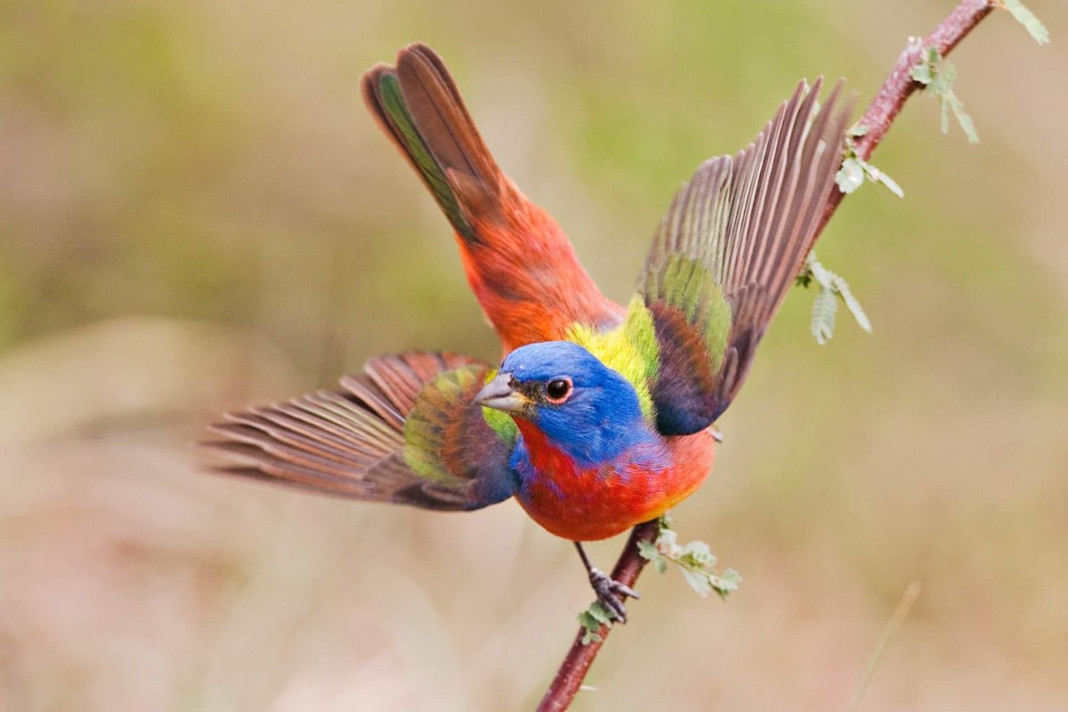 Avatar characters as birds: a threadAang is a PAINTED BUNTING