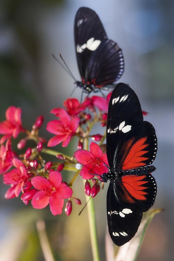 yuzuru hanyu as butterflies: a thread 
