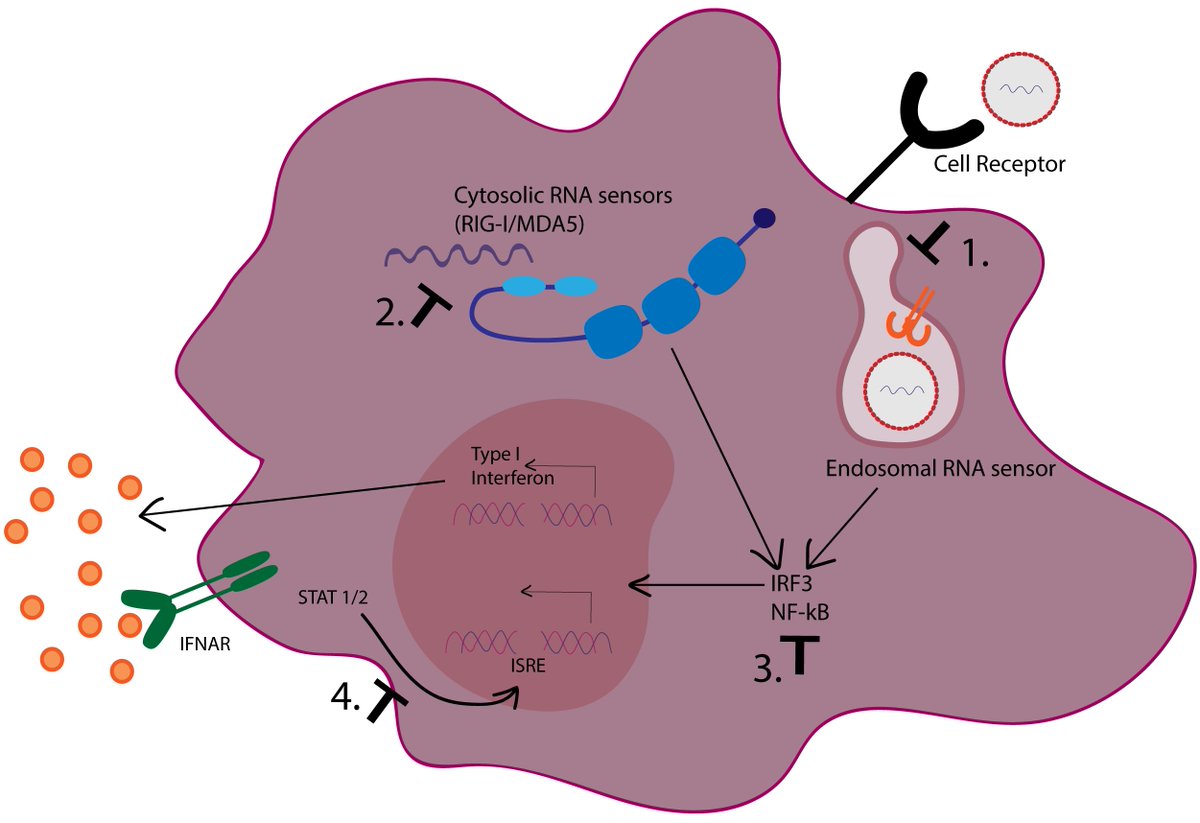 This highly efficient evasion mechanism together with the delayed interferon release might explain the increased severity of disease in some COVID-19 patients.