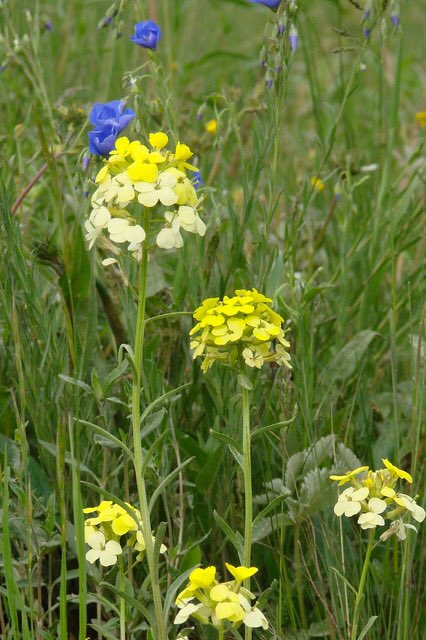 ColoradoNPS's tweet photo. #TestYourselfTuesday This eastern prairie CO Native is yellow to orange.  Register for a CoNPS Virtual Garden Tour or buy a season ticket at https://t.co/kZwOxkRCGK  Sundays 1-2pm. Urban Prairie, June 7
Panayoti Kelaidis Rock Gardens, June 14
Backyard Wetlands, Aug 2. More TBA https://t.co/8susE5b3bs