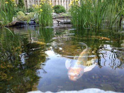 ColoradoNPS's tweet photo. #TestYourselfTuesday This eastern prairie CO Native is yellow to orange.  Register for a CoNPS Virtual Garden Tour or buy a season ticket at https://t.co/kZwOxkRCGK  Sundays 1-2pm. Urban Prairie, June 7
Panayoti Kelaidis Rock Gardens, June 14
Backyard Wetlands, Aug 2. More TBA https://t.co/8susE5b3bs