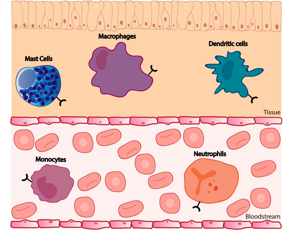 Circulating white blood cells (neutrophils and monocytes) and tissue resident cells (macrophages, mast cells and dendritic cells) are key cells of the innate immunity.