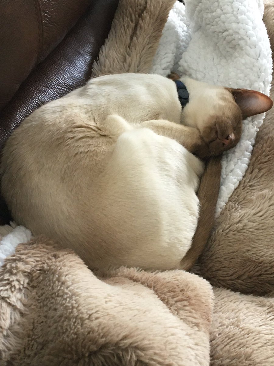 Diablo_Siamese's tweet photo. Been #Pawtrolling since first thing #TunaTuesday and now time for nap #HandsomestDevil #FurryBlanketTime #TeamDiablo @jolenehunter #CatsOfTwitter #CatsOfTheQuarantine #catsofinstagram https://t.co/PuULP4Vjbw