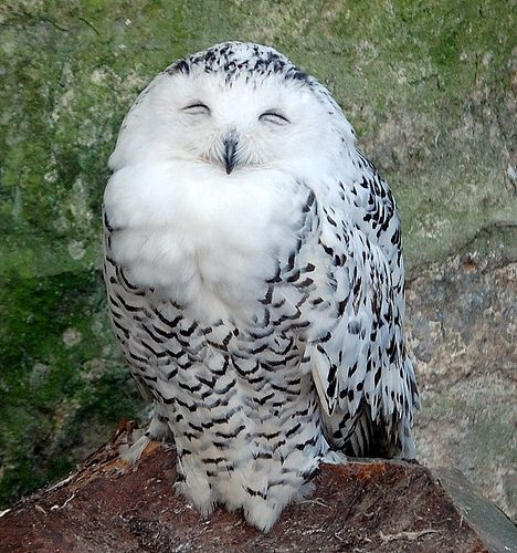 Uncle Iroh is a SNOWY OWL