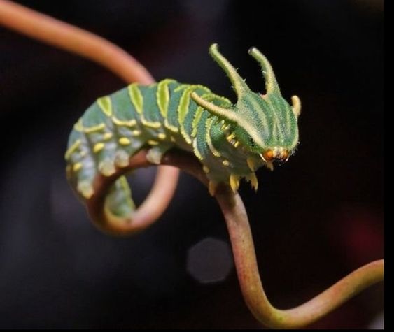 It's called the Dragonhead Caterpillar