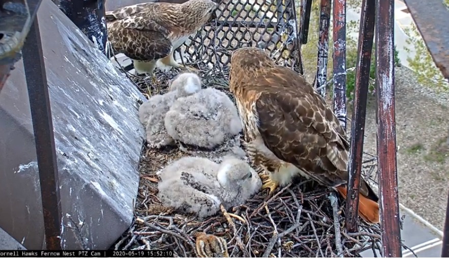 CornellHawks's tweet photo. We are getting a chipmunk delivery every seven minutes. https://t.co/ArZ5Ti7J5P