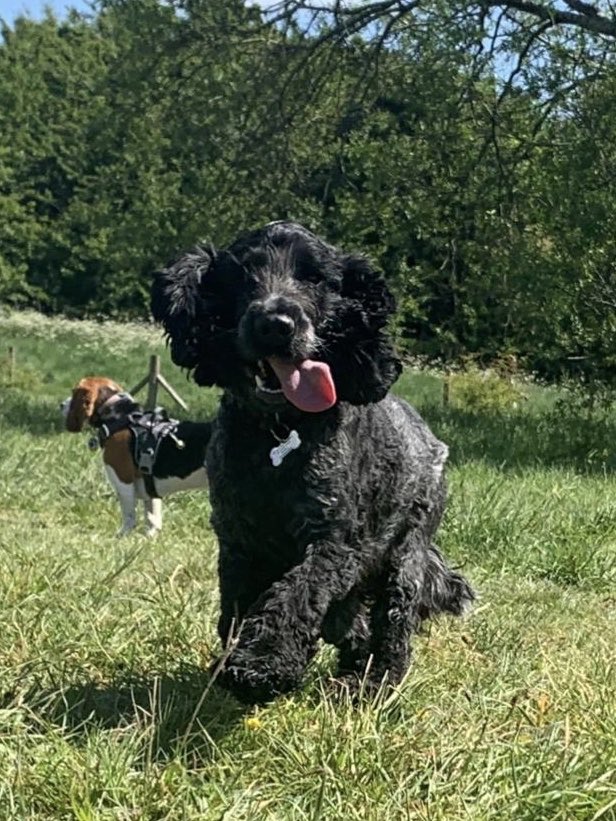 fatdizzy's tweet photo. @GraemeDogfather Freddie on his walk. #tongueouttuesday https://t.co/RYCoC5v0zm