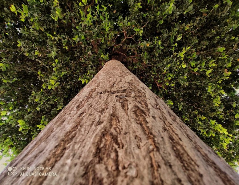 XiaomiMexico's tweet photo. La tercera misión de los #MiExplorers consistió en probar la cámara cuádruple de #RedmiNote9S.
Chequen las fotos que El mundo visual tomó con este dispositivo: https://t.co/uXylASXkzv
#PonloAprueba https://t.co/72DJq65z9r
