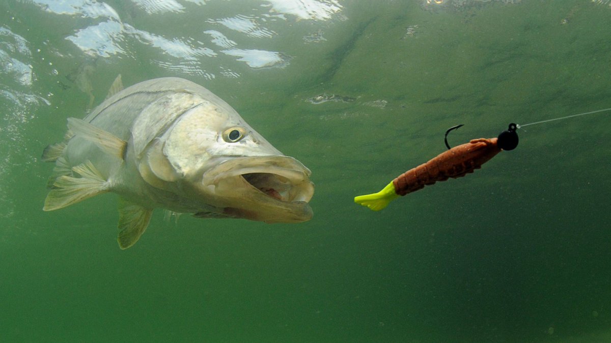 CAMMENGA's tweet photo. More people fishing leads to nationwide bait and tackle shortages
https://t.co/qDdtiVhOYK

#fishing #flyfishing https://t.co/roanXZQEC6