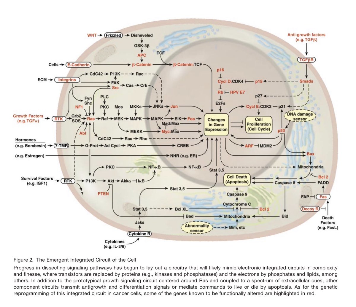 No idea what’s happening here but I would support more research into the frizzled → disheveled pathway