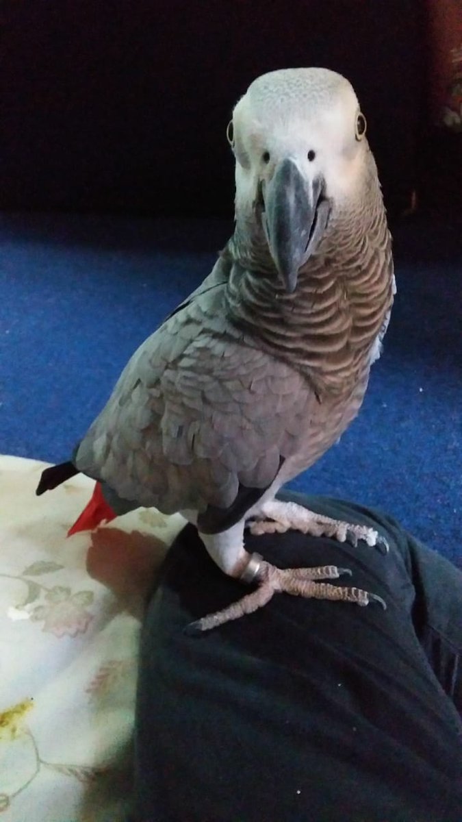 FuzailChohan's tweet photo. #GRASY LOOKS AT THE CAMERA LENS
#FGCREATION #GF #GH #FC #FCIMAGES #DXB #FCCREATION
#GRAYPARROTLOVERS @GhazalHabib2 https://t.co/D9SaU3aitH