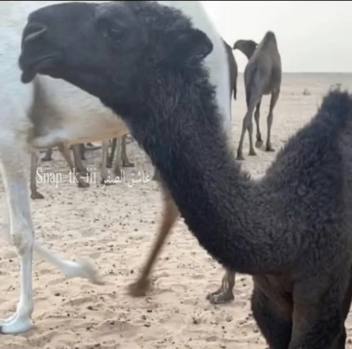 مشالله تبارك الله .

حواره من انتاج بعير ابناء باني بن منديل السبيعي ✨.