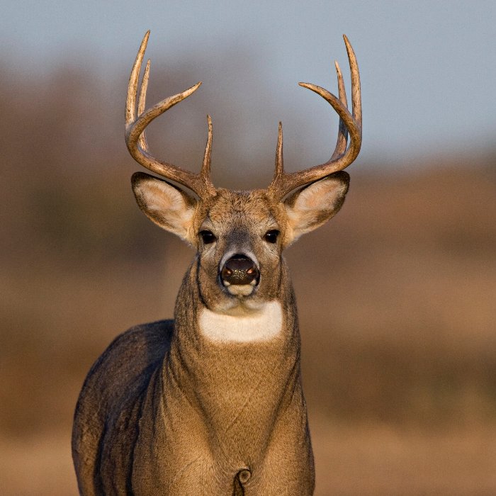 Where all my c/o 2021 South Dakota football players at?
🎣🦌