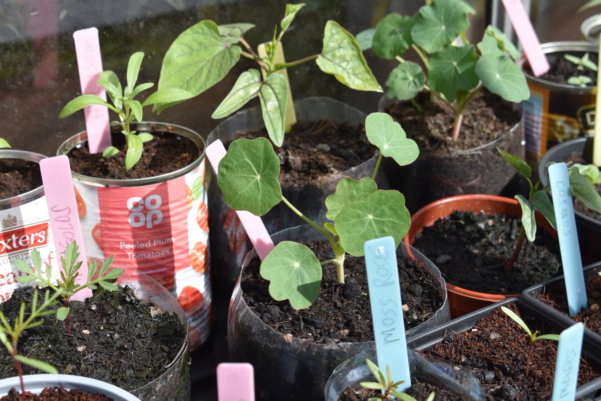 StenhousemuirFC's tweet photo. 🌸🌷5️⃣0️⃣0️⃣ 🌺🌼
THANK YOU👏🌈🙌
A massive thanks to Kenny Lang and son Conor for growing and gifting 500 plants to vulnerable people in our community
We hope they have put a smile on some faces and provided a little bit of joy in this difficult time❤️
#OurCommunityYourClub https://t.co/Hq0aPqLUe4
