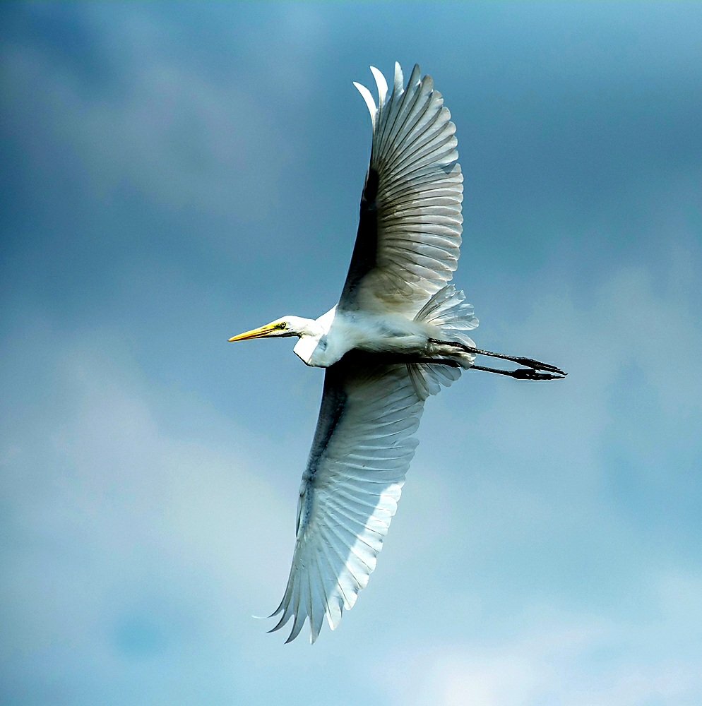 Majestic, no other word for a Great White Egret in flight. From last year!