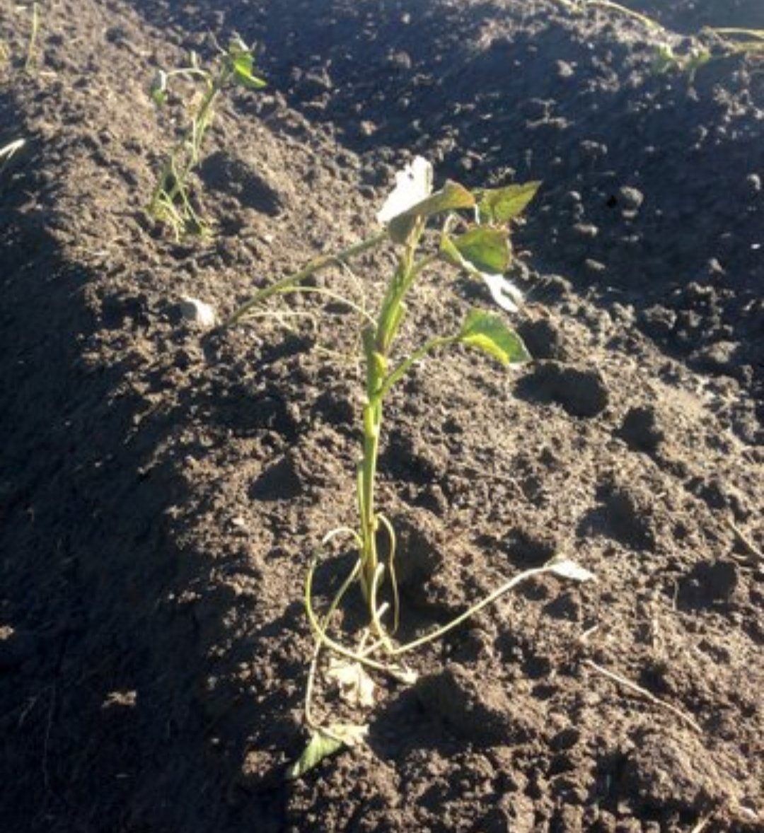 Bucabella_SP's tweet photo. Don't wait for the rains to start preparing for sweet potato farming. We are now taking orders for sweet potato cuttings production. What's App Sales on 0773 579 871 https://t.co/oXVagwvjIv