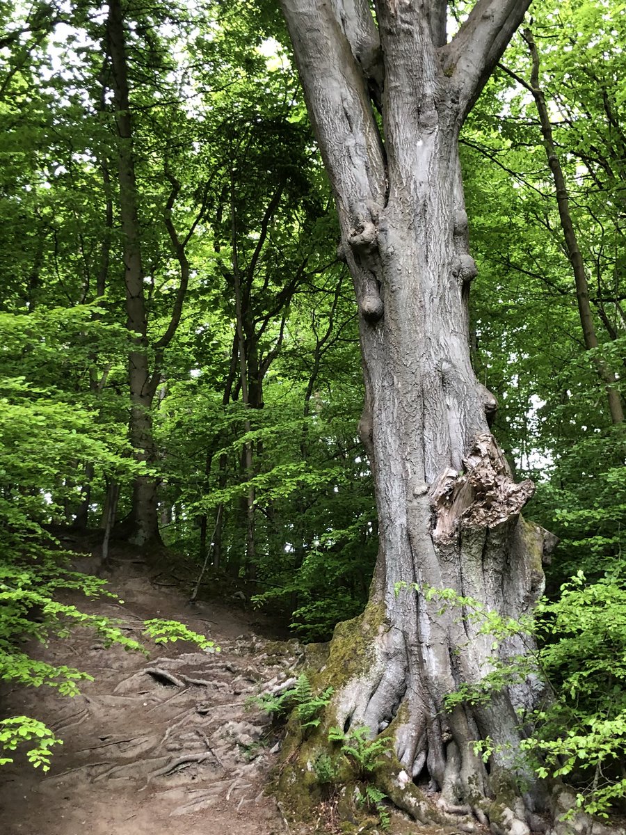 JackieAitken6's tweet photo. So love trees - so many questions... how many faces? What stories can you tell? Talking about textures, senses and so on. #developingliteracy #outdoorfun https://t.co/PlSESjJq6C