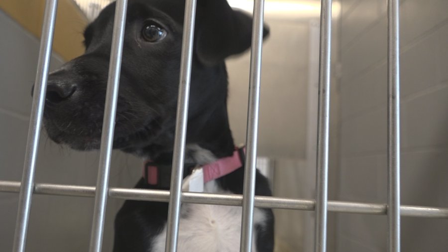Florida animal shelter fosters out majority of animals 