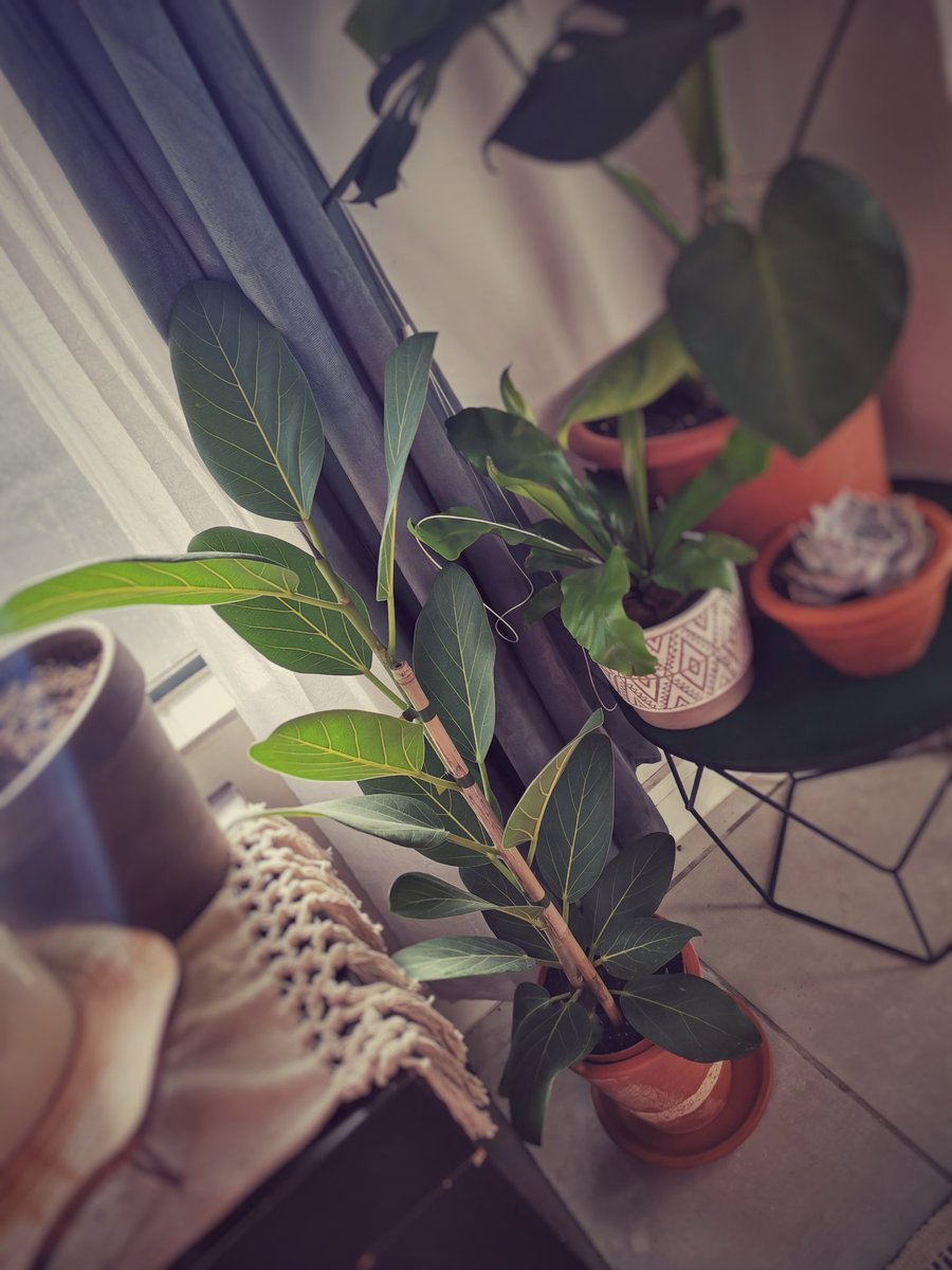 dreamwalkerx0's tweet photo. Planted these varieties in new pots 🥰
#ficusburgandy #ficusaudrey #echeveria #macrame https://t.co/02c5pjGqKQ