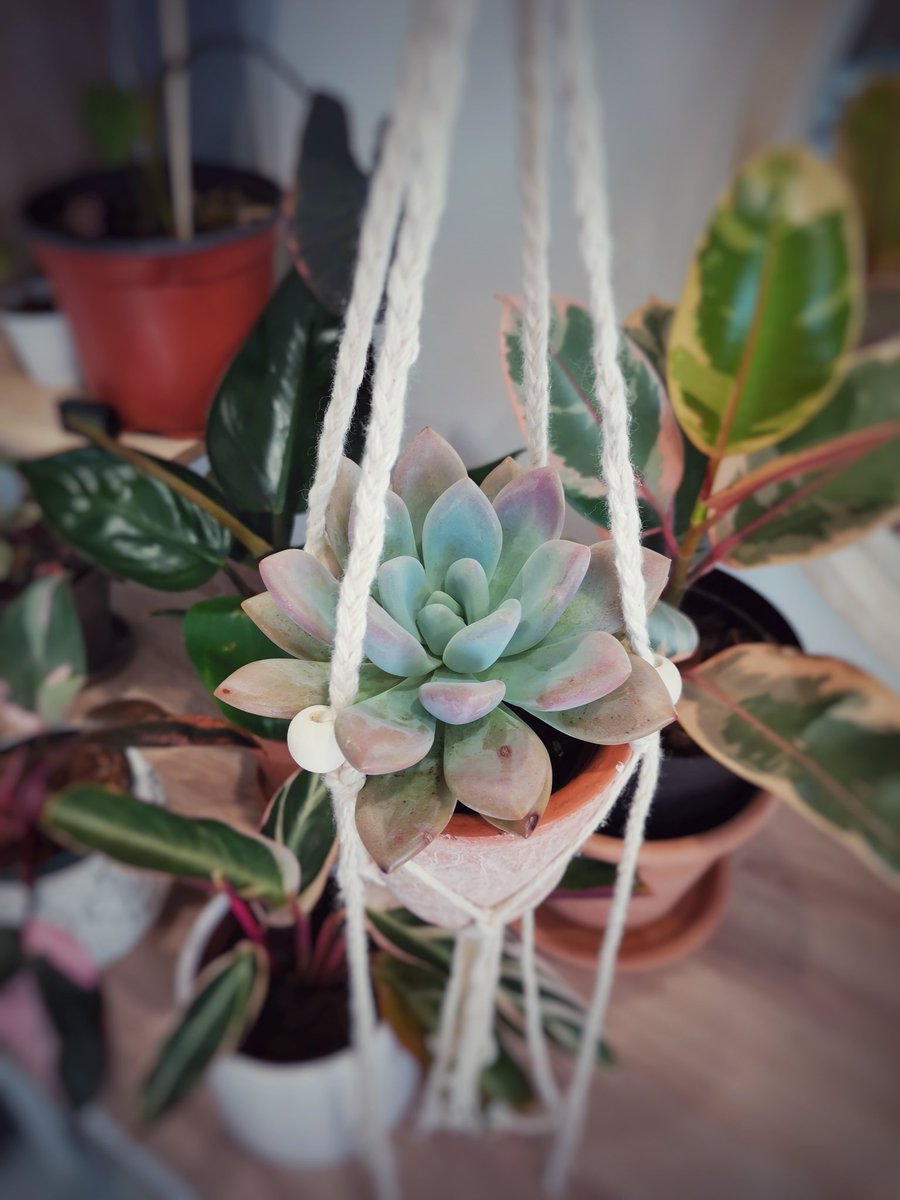 dreamwalkerx0's tweet photo. Planted these varieties in new pots 🥰
#ficusburgandy #ficusaudrey #echeveria #macrame https://t.co/02c5pjGqKQ