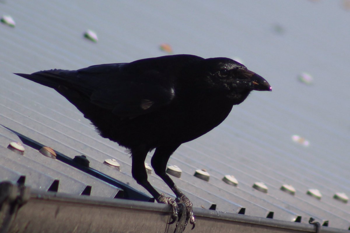 Carrion crow @wildlife_uk <a href="/Natures_Voice/">RSPB</a> <a href="/CanonUKandIE/">Canon UK and Ireland</a> <a href="/NorfolkWT/">Norfolk Wildlife Trust</a> <a href="/BirdWatchingMag/">Bird Watching</a>