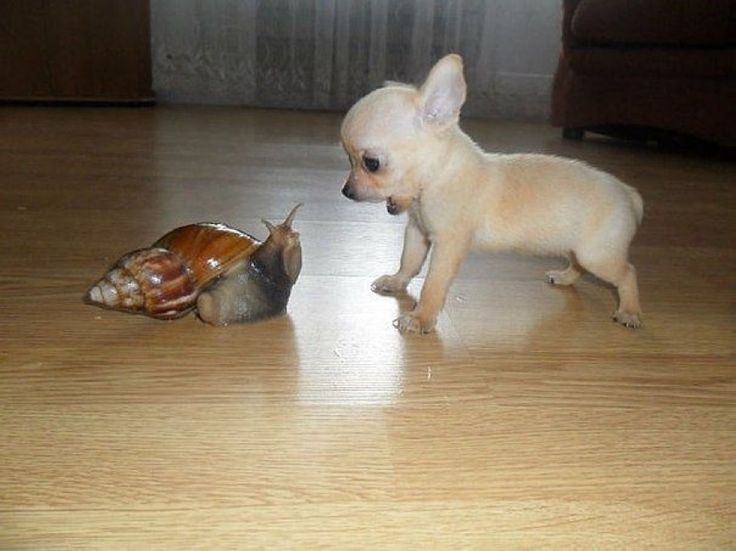 explorars's tweet photo. definitely clever. Signs Your Pet Is Actually Your First-Born Child: Still, you know that you can't protect your... https://t.co/FaHZqU8S1r