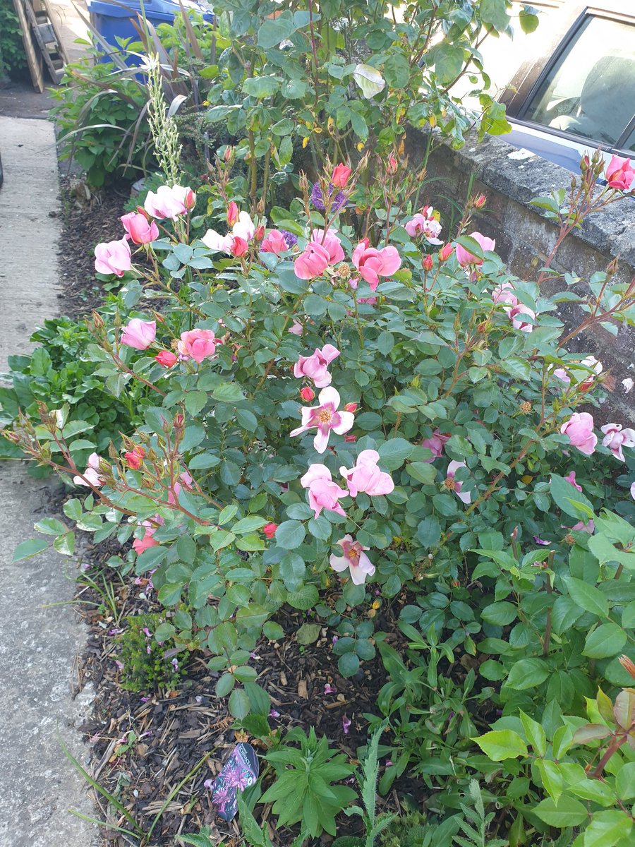 My beautiful rose is bringing much joy this #MentalHealthAwarenessWeek2020 #MyChelseaGarden